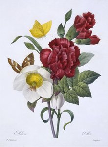 Ellebore ja Oeillet, teoksesta "Choix des plus belles fleurs", julkaistu Pariisissa 1829 (käsin väritetty kaiverrus).